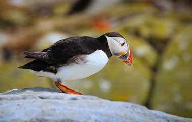 Atlantic Puffin