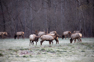 Naklejka na ściany i meble Elk - Great Smoky Mountains National Park