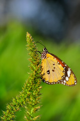 Obraz premium Closeup beautiful butterfly sitting on the flower.