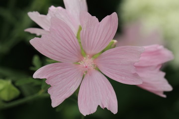 Obraz premium pink flower