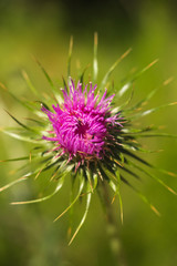 Cirsium neomexicanum/ New Mexico Thistle blooming in the wild. 