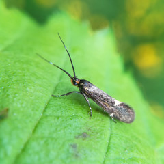 Sulphur Tubic, Esperia sulphurella