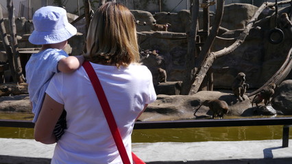Dziecko z mamą w zoo. Wybieg dla małp. Chłopiec ogląda jak małpy się bawią.  © Marcin