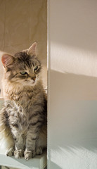 Long haired cat in relax ourdoor, hypoallergenic pet of siberian breed