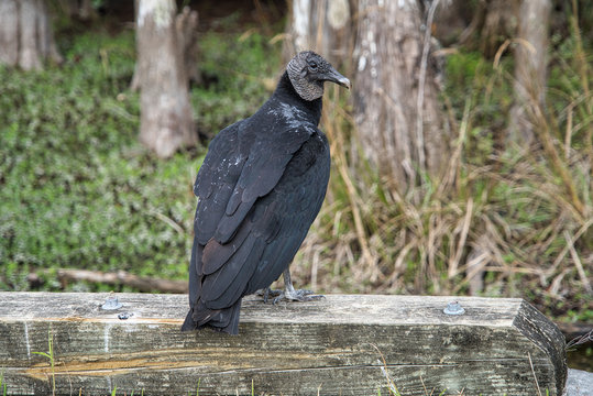 American black vulture Rabengeier sitzt auf Holz Nahaufnahme in den Everglades