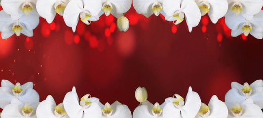 Frame made of beautiful white orchids isolated on red bokeh texture background panorama banner long