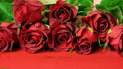 Happy Valentine's Day gift of red roses macro closup on red and pink background.