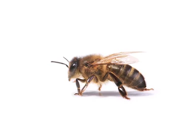 Fototapete Biene Biene isoliert auf weißem Hintergrund