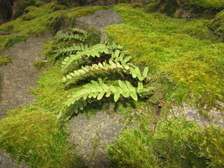 photo of moss and fern on rock background
