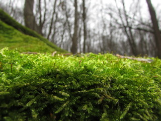 photo of moss in the city of Vinnytsia and the rock