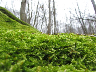 photo of moss on forest background