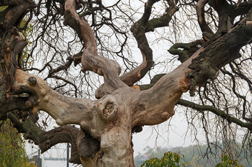 Fototapeta na wymiar Dried tree