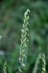 In the meadow growing cereal plant couch grass (Elymus repens)