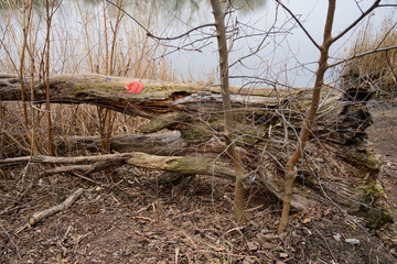 Fototapeta premium Red mark on the tree. Marked tree