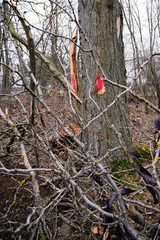 Red mark on the tree. Marked tree