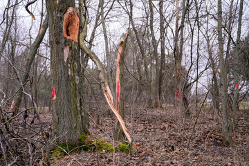 Red mark on the tree. Marked tree © ruslankirsanov
