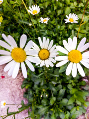 Obraz premium field of daisies