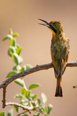 bee-eater on a branch