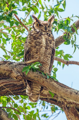 Great Horned Owl Bubo virginianus 