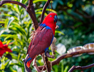 Red Blue Female Eclectus Parrot Close