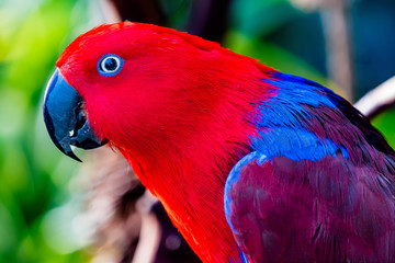 Red Blue Female Eclectus Parrot Close