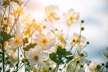 tender white flowers in sunlight