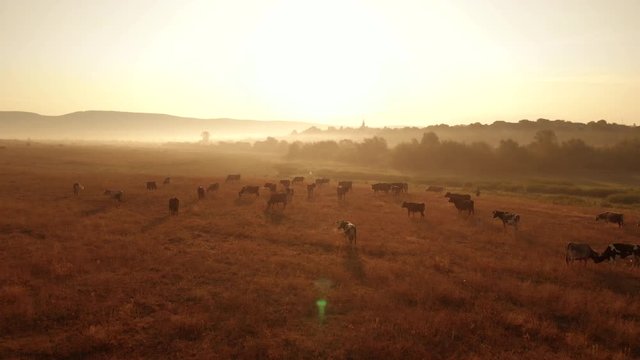 Herd of cows on sunlit pasture. Rural mountains landscape with cattle on pasture in the evening. Picturesque countryside view.
