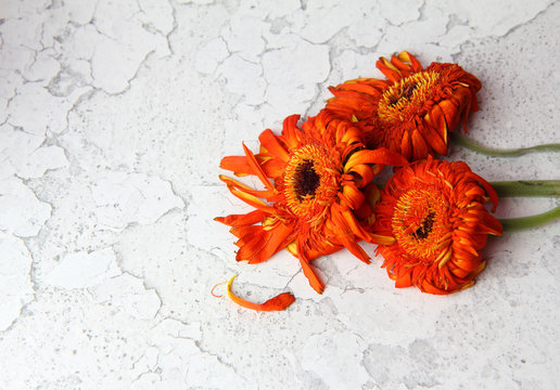 three orange wilted gerbera flowers on a white concrete floor