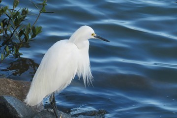 White snowy heron on blue water background on Florida river, closeup