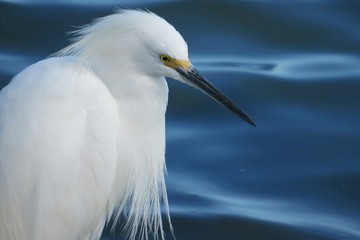 White snowy heron on blue water background, closeup view