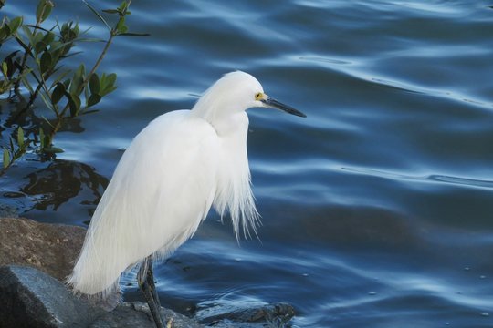Beautiful white snowy heron on blue river water background in Florida nature 