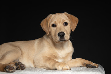 Adorable yellow Labrador retriever puppy lying down in studio with dark background