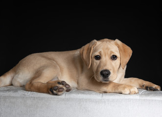 Cute yellow lab puppy lying down in studio