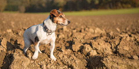 Jack Russell Terrier. Little dog proudly is standing with awake look in a field in autumn