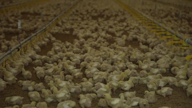 raising breeding chicken hens poultry farm