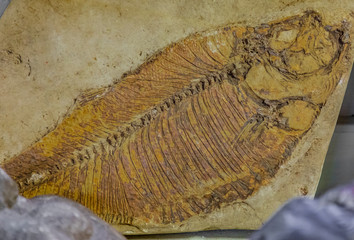 Fossilized Fish