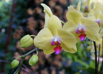 Beautiful light yellow and purple color Dendrobium orchids