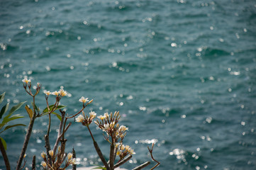 Plumeria flowers on the sea background