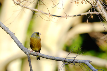 green finch on branch