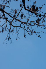 The dry tree on the blue sky background