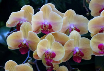 Fototapeta na wymiar Beautiful light yellow and purple color Dendrobium orchids