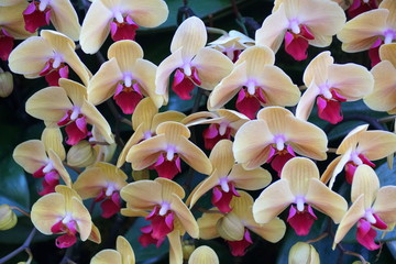 Beautiful light yellow and purple color Dendrobium orchids