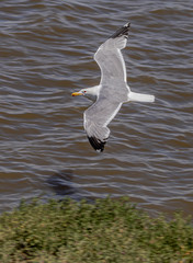 Seagull in flight