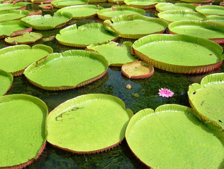 Seerosen Blüten Teich grün Natur Sommer Urlaub Leben  Mauritius Schönheit Attraktion Garten Park schwimmen 