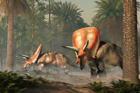 Torosaurus was ceratopsian dinosaur that was a frilled and horned, four legged animal. It lived during the cretaceous period. Two in a dense forest. 3D Rendering