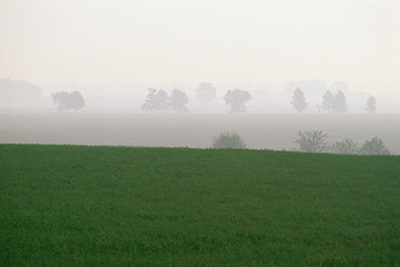 Hazy green pastures