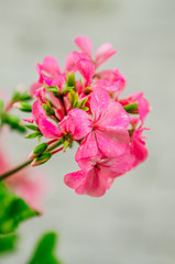 Fototapeta na wymiar pink flower with raindrops