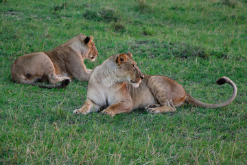 Fototapeta na wymiar Zwei liegende Löwinnen in Masai Mara Kenya