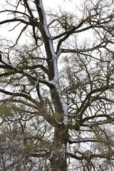 Tree with some buds on its branches and snow in the north-facing trunk area