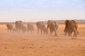 Reihe von Elefanten von hinten mit Staub in Masai Mara in Kenia in Afrika